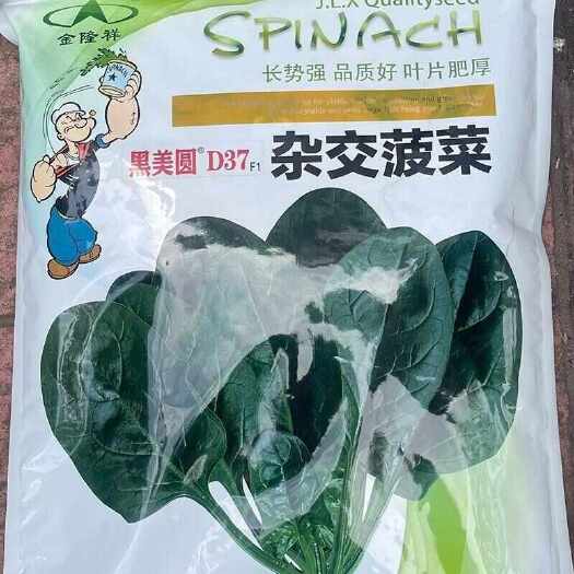 金隆祥黑美圆D37杂交菠菜种子大椭圆叶半直立长势强叶片肥厚菠