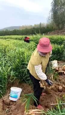 沂水县山东鲜姜大量上市代收代存，代发全国