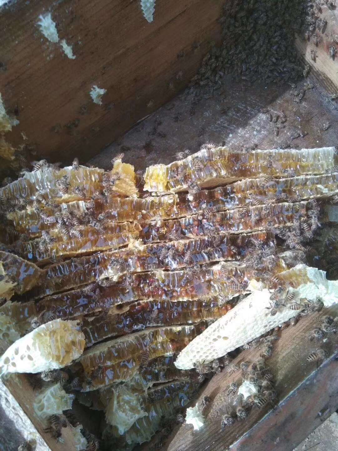 野生蜂蜜