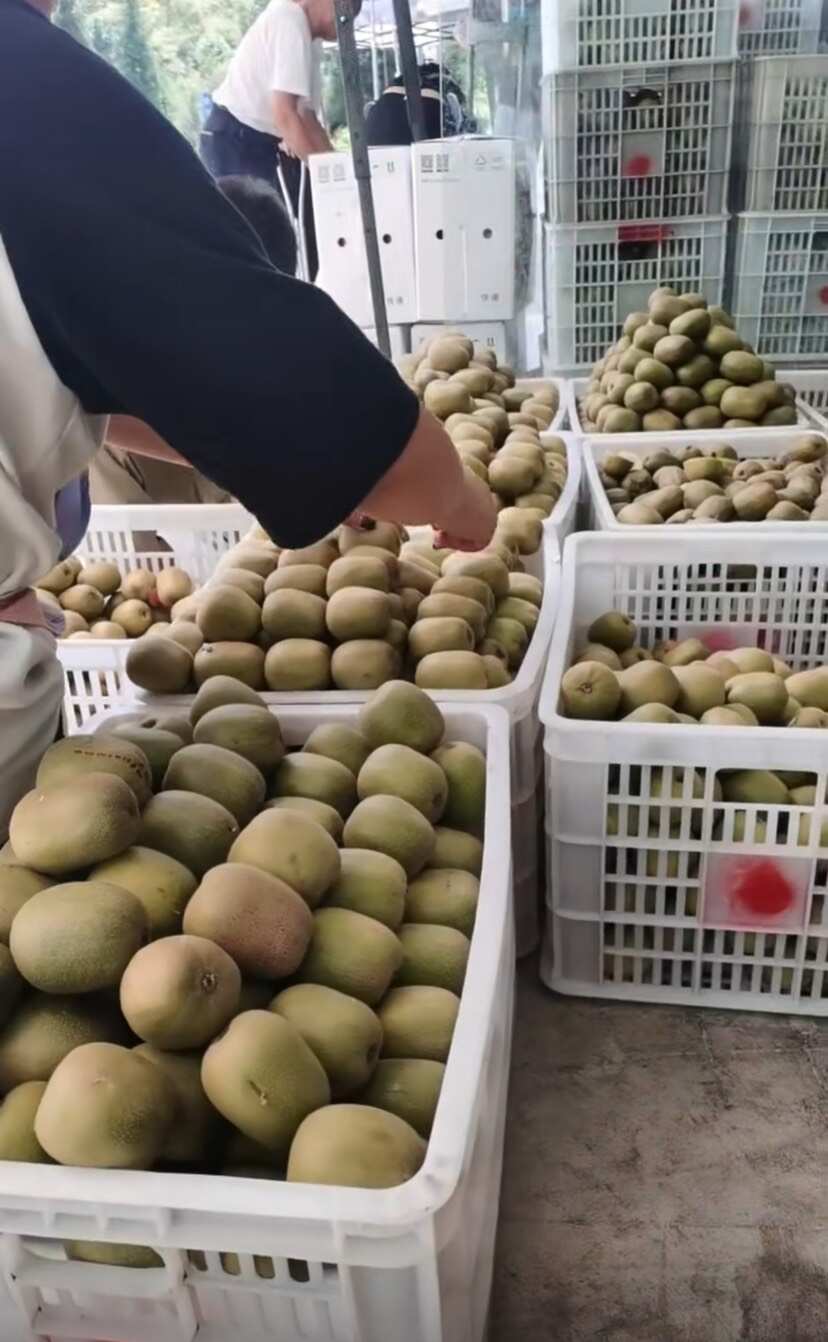 中国凉都红心猕猴桃