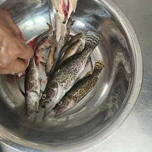 独山县生态鳜鱼