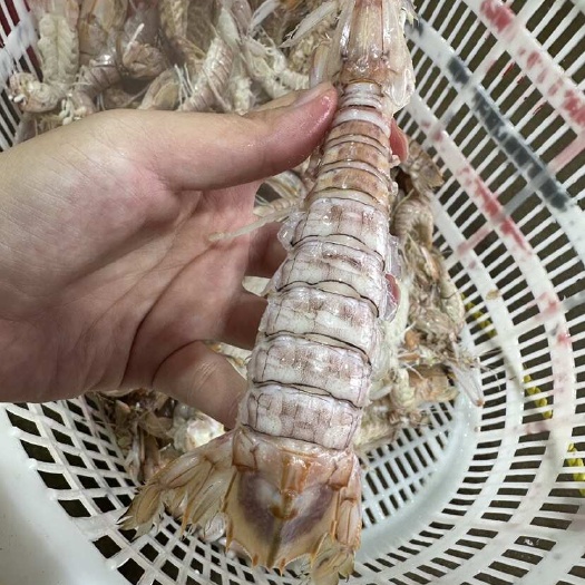 北海鲜活皮皮虾赖尿虾蒸熟虾爬子富贵虾北海海虾爬爬虾弹虾