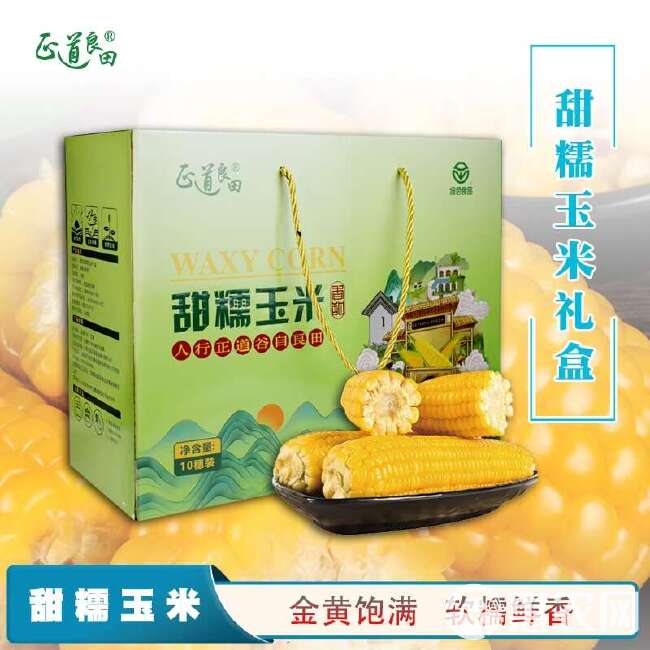 山西黄糯玉米