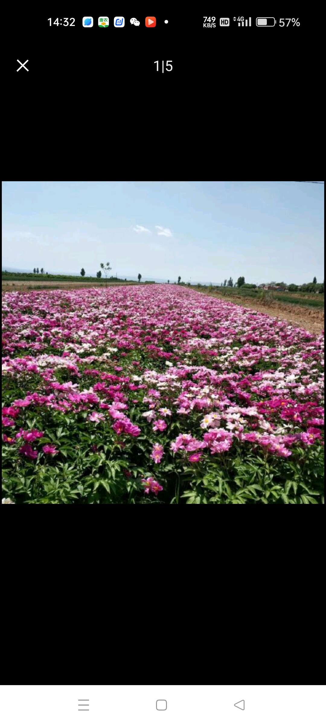 赤芍苗赤芍種苗芍藥苗子基地供貨全程技術(shù)指導(dǎo)山西發(fā)貨現(xiàn)挖現(xiàn)發(fā)貨