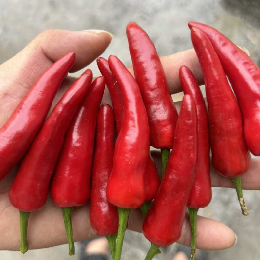 咸丰县朝天椒鲜货