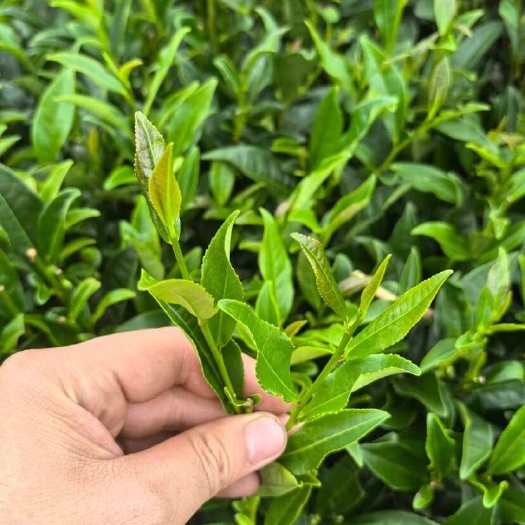苍梧县当季秋茶