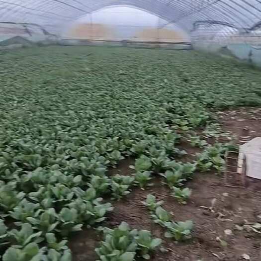 如皋市上海青