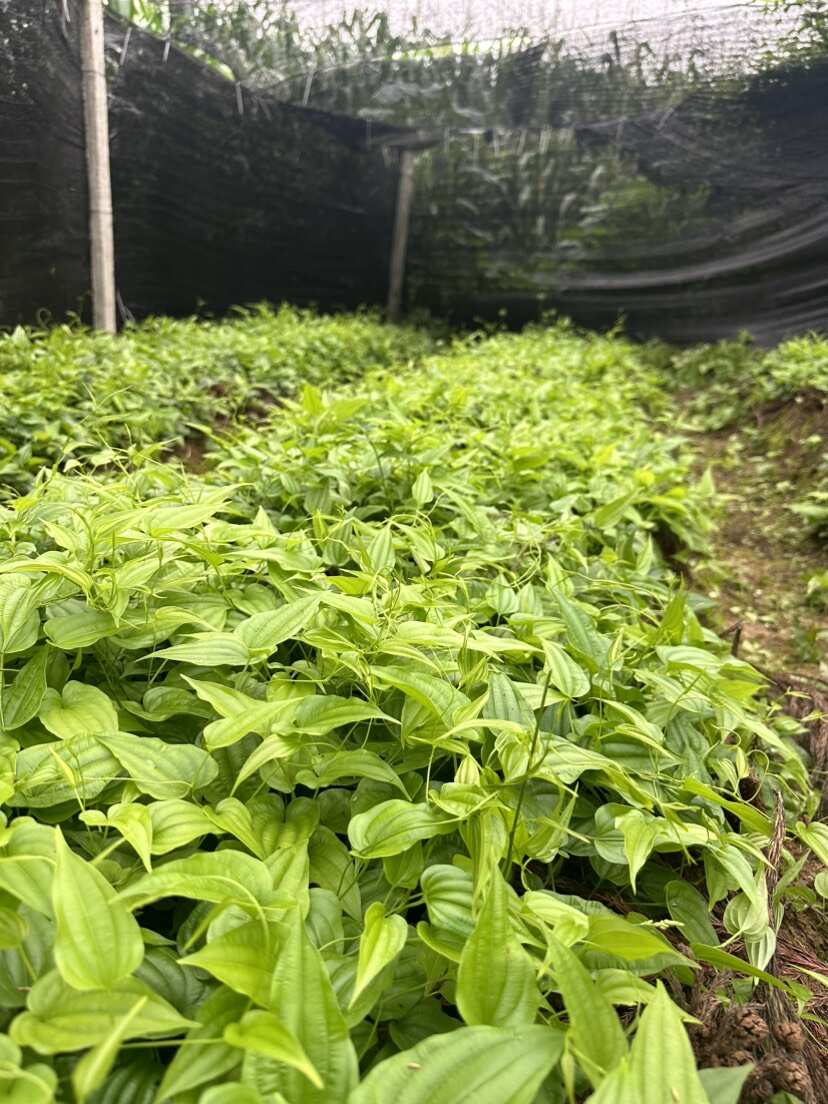 百部苗四川红花对叶百部种苗提供技术顺丰发货