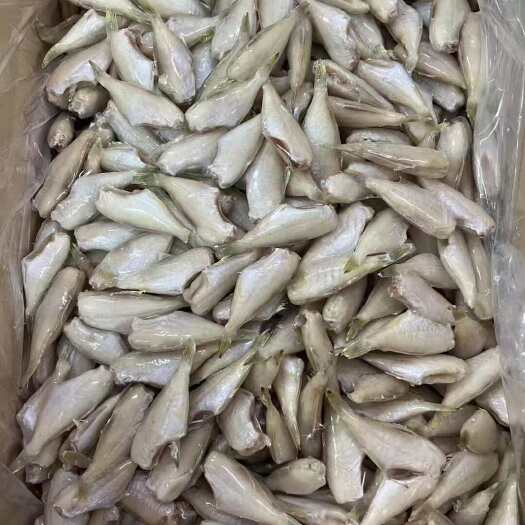 北海黄尾马面鱼，小耗儿鱼，三去马面鱼，北海耗儿鱼工厂一手直发