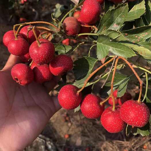 平邑县精品甜红子山楂，沂蒙山产地直供。市场果！糖雪球专用！