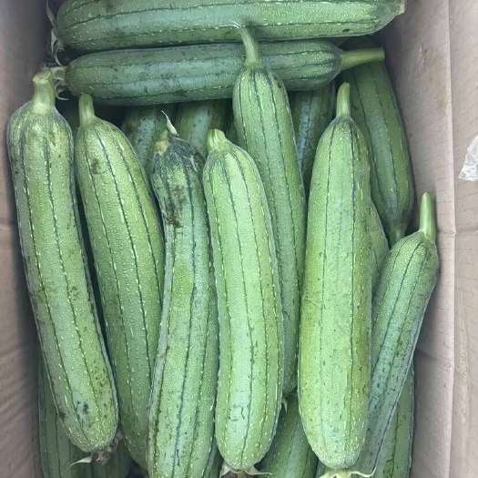 淮安纸箱小丝瓜