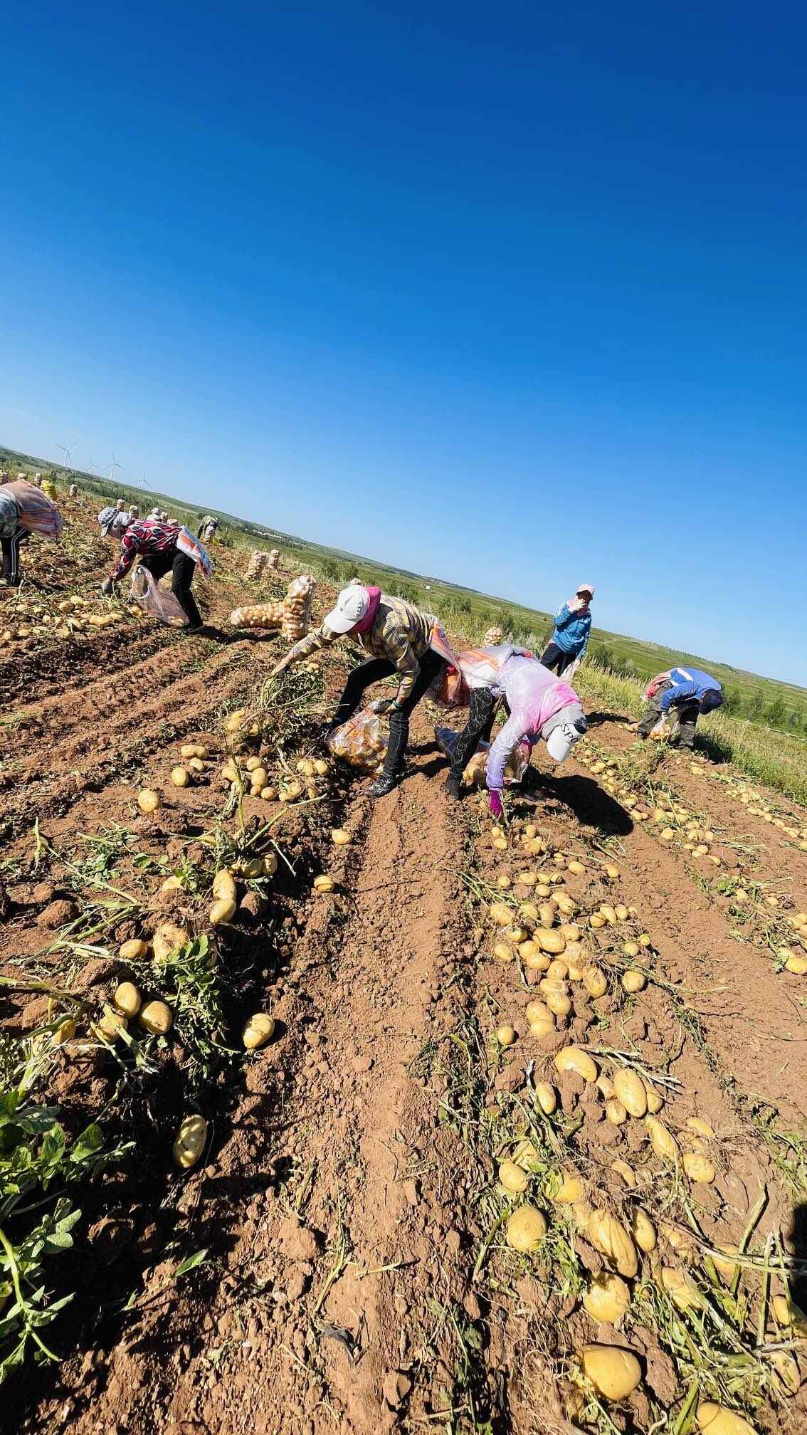 红土豆  新鲜红皮黄心小土豆武川土豆农家自种蔬菜马铃薯小洋芋