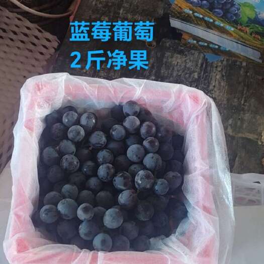 精河县新疆蓝莓葡萄，万亩基地，供市场，电商，团购，需要的老板联系我