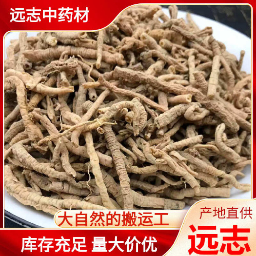 亳州远志生的 直筒 精品统货 抽芯率高 规格齐全