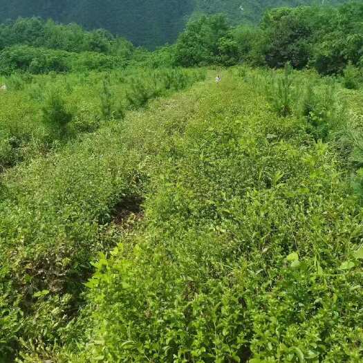 宽甸县北苍术朱砂点30亩