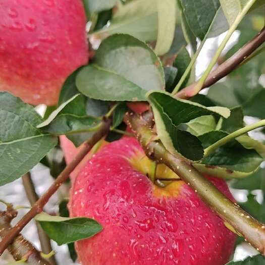 昭通红露苹果