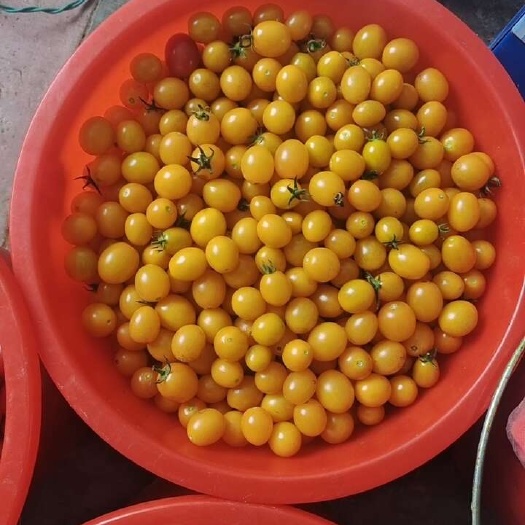 灵宝市黄色小番茄中小果批发