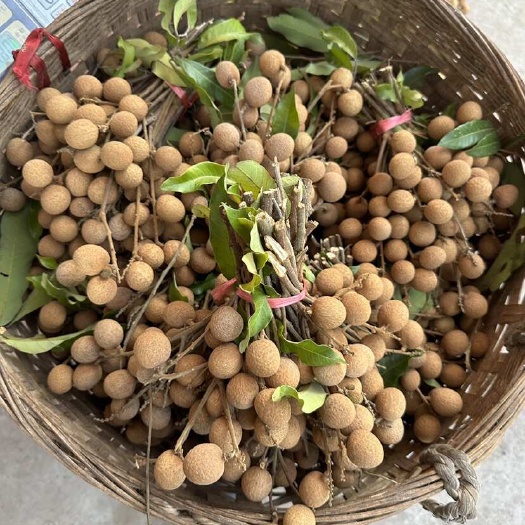 泸州桂圆基地 出售各种桂圆 量大从优