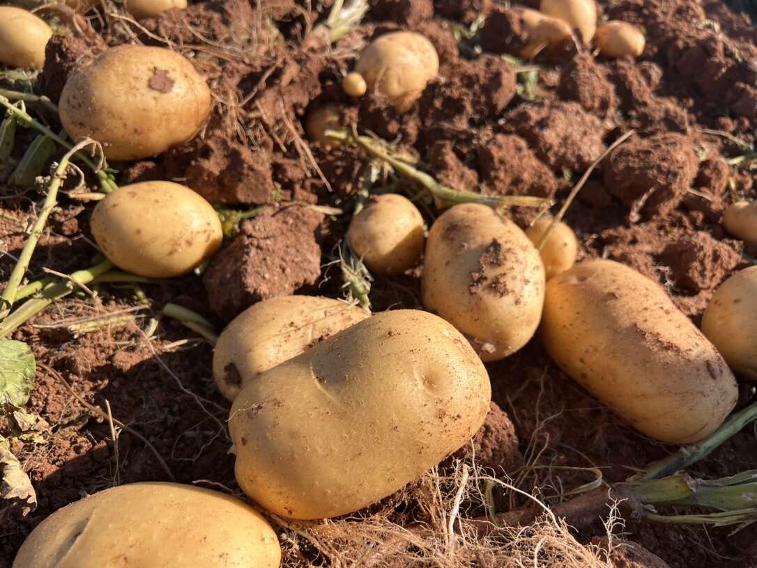 红土豆  新鲜红皮黄心小土豆武川土豆农家自种蔬菜马铃薯小洋芋