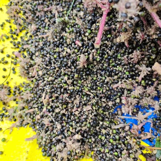 大通草种子