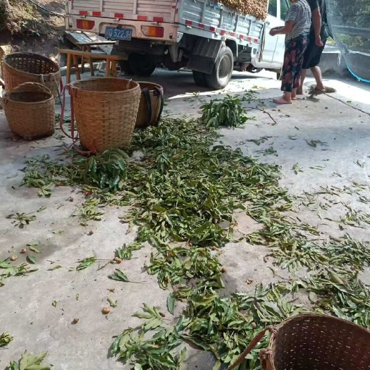 泸州基地各种桂圆批发