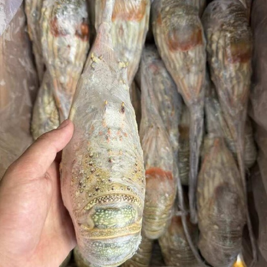 上海干冰刺身青龙 肉质雪白Q弹