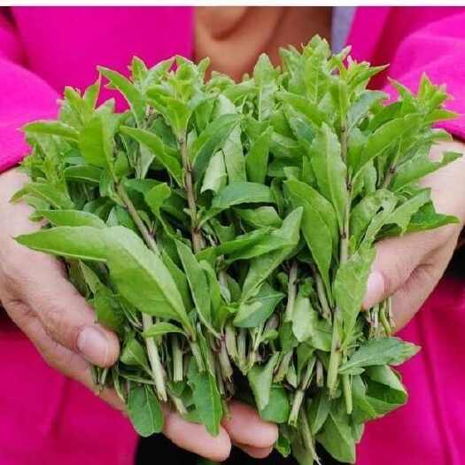 佛山枸杞芽菜250g1包新鲜枸杞芽凉拌上汤冷冻食用枸杞芽摘尖
