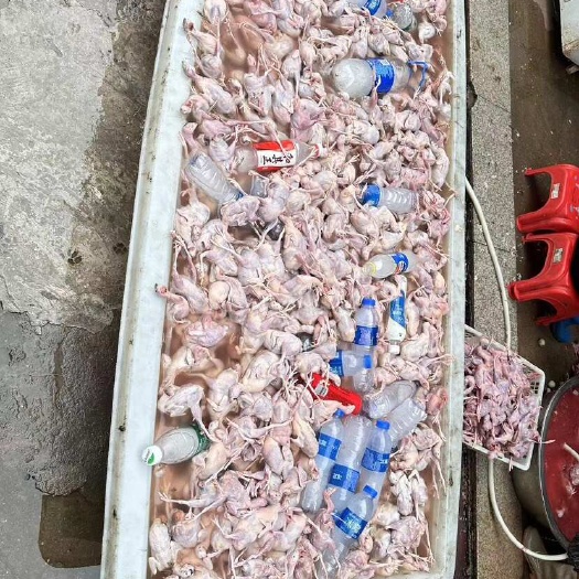 五华县鹌鹑肉