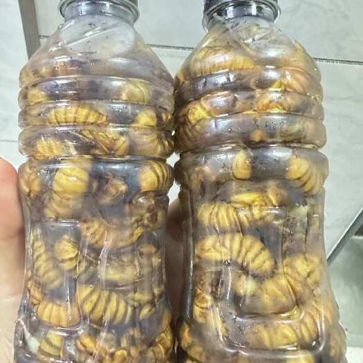 金乡县松蝉