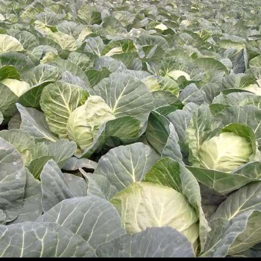 张家口大批量圆白菜，好几万斤