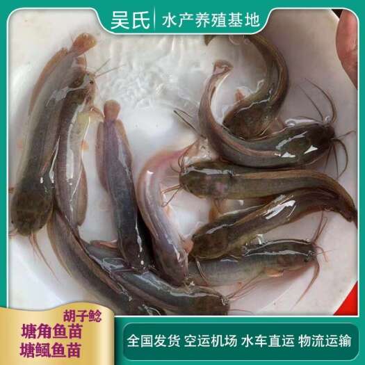 佛山塘鲺苗 塘角鱼苗皇妃一号三黄苗耐活鲶鱼苗活体本地塘鲺鱼苗