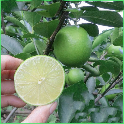 南宁塔西提 薄皮无籽青柠檬新鲜酒吧奶茶店专用现摘现发