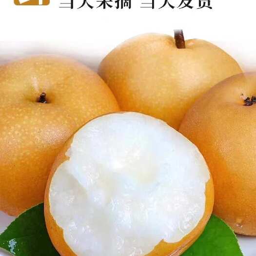 靖州县金秋梨