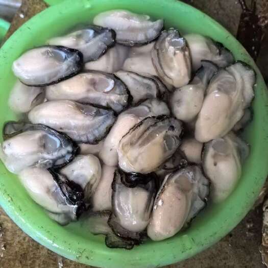饶平县生蚝肉