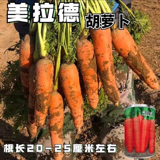 沭阳县美拉德胡萝卜速生长高产圆锥型胡萝卜大田基地种植抗病胡萝卜种子