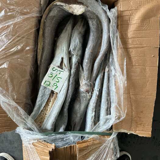 福州巴基斯坦开肚青鳗鱼