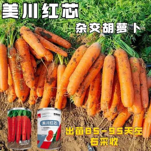 沭阳县美川红芯速生长胡萝卜种子高产大田基地种植品质优高产抗病胡萝卜