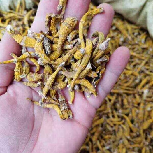 勐腊县虎牙石斛干货