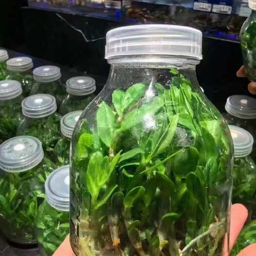 乐清市铁皮石斛苗一级芽预制菜一箱38瓶发货