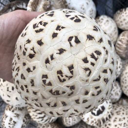 泌阳县大白花菇干货产地批发香菇干货常年供应