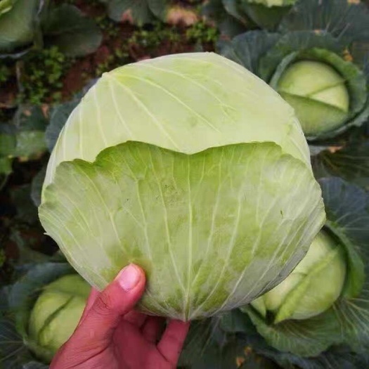 文水县好甘蓝，要的联系，量大