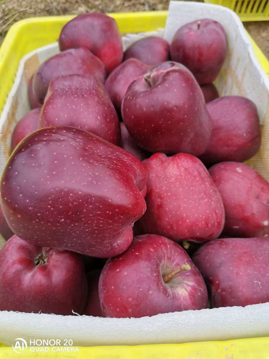 甘肃花牛苹果
