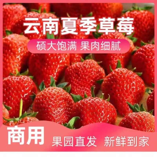 会泽县云南金鑫草莓种植基地，夏季草莓已少量上市，发往全国各地