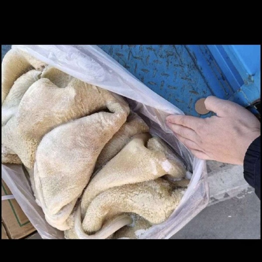 熟牛肚