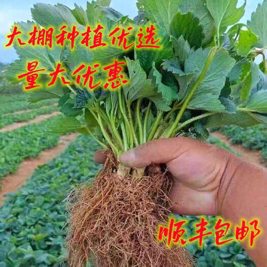 阜阳【草莓苗批发】草莓苗草莓秧苗奶油草莓苗盆栽地栽种植南北方种植
