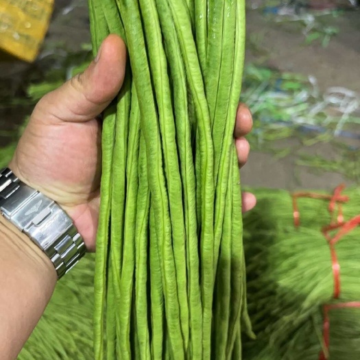 昌宁县豇豆