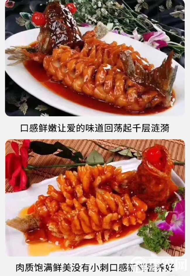 松鼠鱼罗非鱼鲷鱼糖醋鱼酒店食材半成品花刀鱼商用食材烤鱼