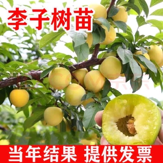 苍溪县蜂糖李子苗，品种纯正，易管理，提供技术服务。