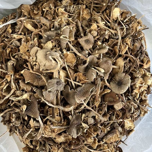 火把鸡纵菌，产自云南楚雄