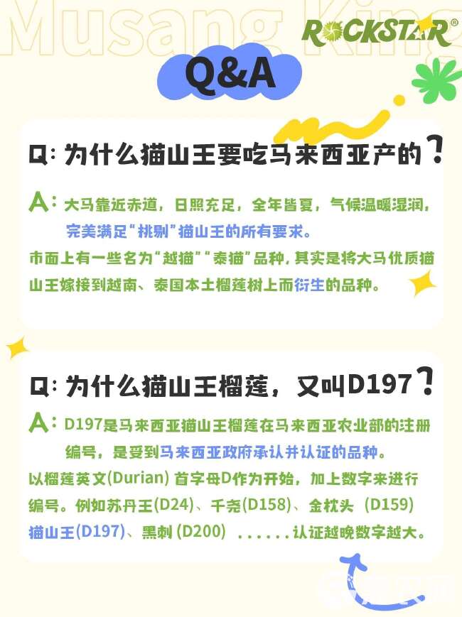 马来西亚猫山王D197树熟液氮A果代发顺丰包邮